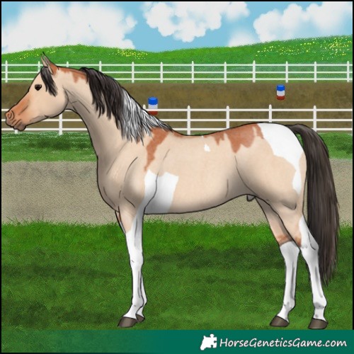 Horse Color:Bay Roan Dun Tobiano 