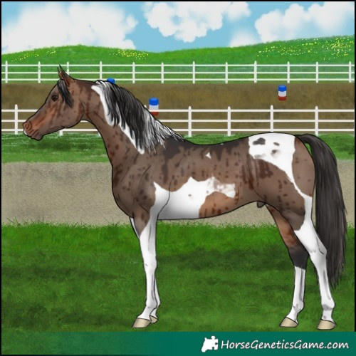 Horse Color:Bay Dun Tobiano Brindle 