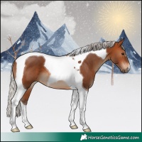 Horse Color:Silver Brown Tobiano 