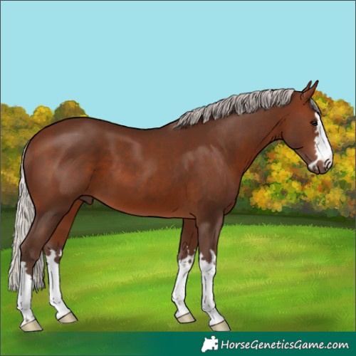 Horse Color:Silver Brown 