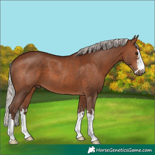 Horse Color:Silver Brown 