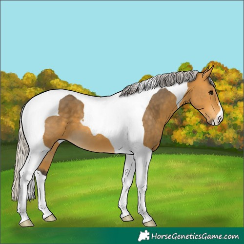 Horse Color:Silver Buckskin Tobiano 