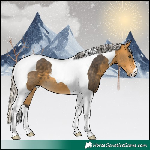 Horse Color:Silver Buckskin Tobiano