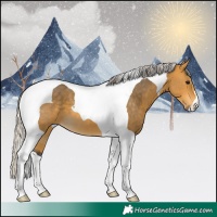 Horse Color:Silver Buckskin Tobiano 