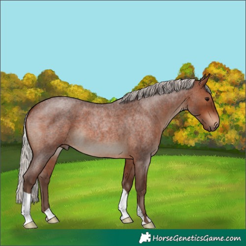 Horse Color:Silver Brown Roan 