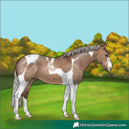 Horse Color:Silver Brown Dun Tobiano 
