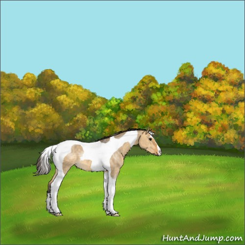 Horse Color:Buckskin Dun Tobiano 