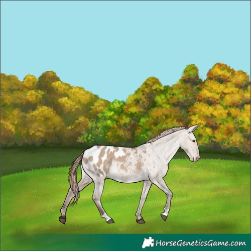 Horse Color:Liver Red Dun Appaloosa 