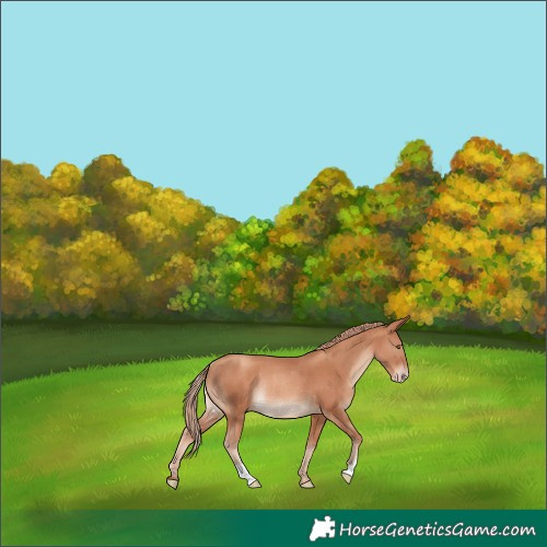 Horse Color:Gold Champagne Rabicano 