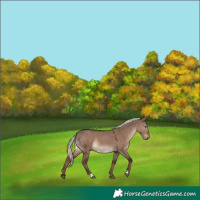 Horse Color:Liver Red Dun Mushroom Rabicano
