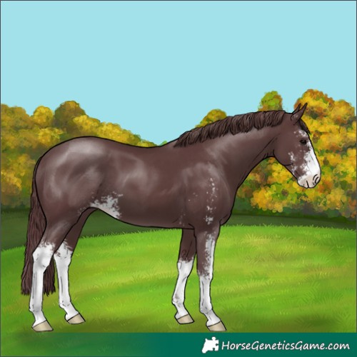 Horse Color:Chocolate Black Sabino 