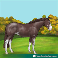Horse Color:Chocolate Black Sabino