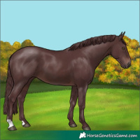 Horse Color:Chocolate Brown 