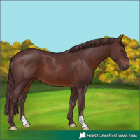 Horse Color:Chocolate Brown 