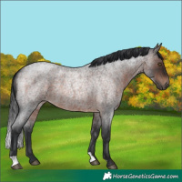 Horse Color:Brown Roan