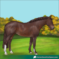 Horse Color:Chocolate Brown 