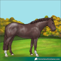 Horse Color:Chocolate Black
