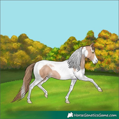 Horse Color:Brown Pearl Mushroom Sabino Tobiano 