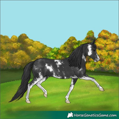 Horse Color:Black Sabino 
