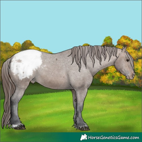 Horse Color:Brown Dun Appaloosa 