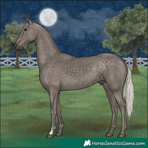 Horse Color:Silver Black 