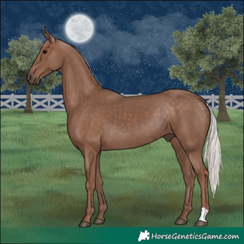 Horse Color:Silver Black 