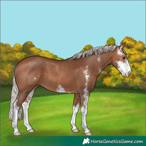 Horse Color:Silver Brown Sabino 