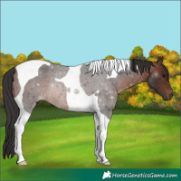 Horse Color:Brown Roan Tobiano Rabicano