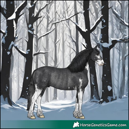 Horse Color:Black Sabino Rabicano 