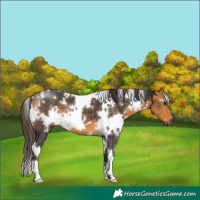 Horse Color:White Spotted Buckskin 
