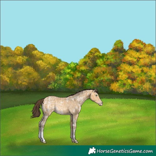 Horse Color:Amber Cream Champagne Ice Rabicano