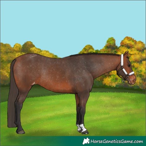 Horse Color:Bay Appaloosa Rabicano