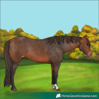 Horse Color:Bay Appaloosa Rabicano