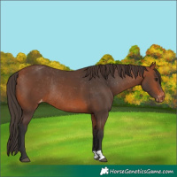 Horse Color:Bay Appaloosa Rabicano 