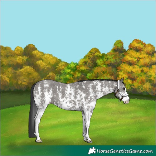 Horse Color:Grullo Sabino