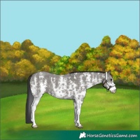 Horse Color:Grullo Sabino 