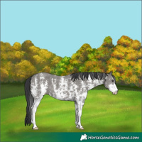 Horse Color:Grullo Sabino 
