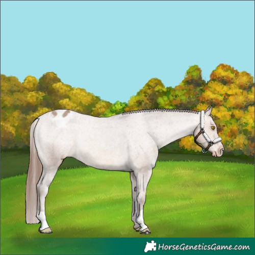 Horse Color:Amber Champagne Appaloosa Rabicano