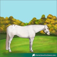 Horse Color:Amber Champagne Appaloosa Rabicano