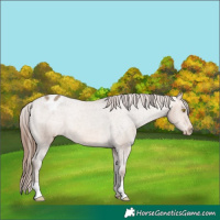 Horse Color:Amber Champagne Appaloosa Rabicano 