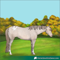 Horse Color:Amber Champagne Appaloosa Rabicano 