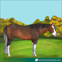 Horse Color:Bay Splash Rabicano