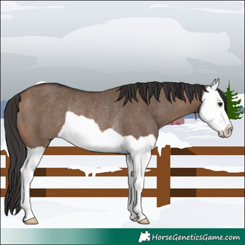 Horse Color:Brown Dun Splash Rabicano 