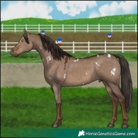 Horse Color:White Spotted Liver Red Dun 