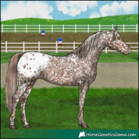 Horse Color:White Spotted Liver Chestnut Appaloosa 