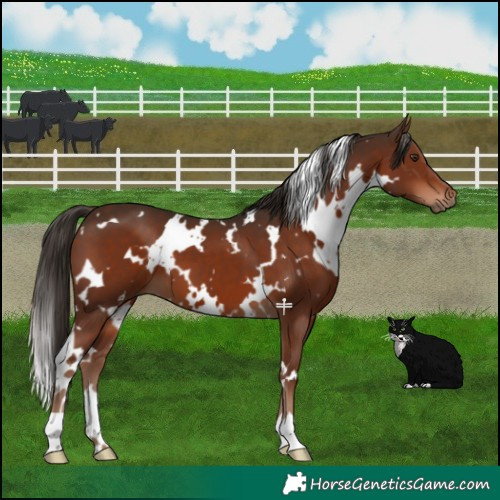 Horse Color:White Spotted Liver Chestnut 