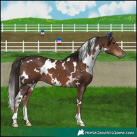 Horse Color:White Spotted Liver Chestnut 