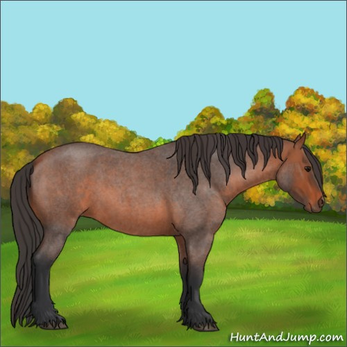 Horse Color:Bay Roan 