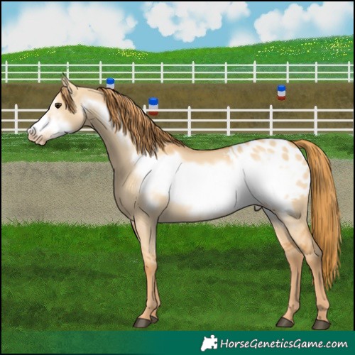 Horse Color:Red Dun Frame Appaloosa 