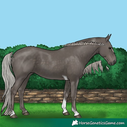 Horse Color:Silver Black Tobiano 